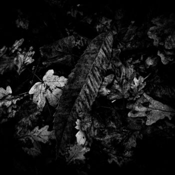 Fotografía titulada "automne en noir et…" por Vincent Frediani, Obra de arte original, Fotografía digital