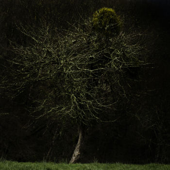 Fotografie getiteld "l'arbre" door Vincent Frediani, Origineel Kunstwerk, Digitale fotografie