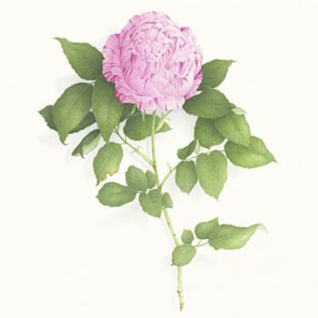 「ROSE "Gros Provins…」というタイトルの絵画 Vincent Jeannerotによって, オリジナルのアートワーク, オイル