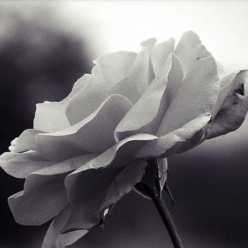 Photographie intitulée "The first Rose" par Thibault Vincent, Œuvre d'art originale, Photographie numérique