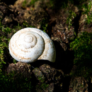 Fotografia intitulada "Empty snail" por Vincenzo Izzo, Obras de arte originais, Fotografia digital