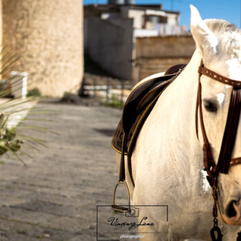 Photography titled "White Horse" by Vincenzo Lana, Original Artwork, Digital Photography Mounted on Wood Panel