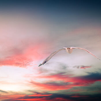 Photography titled "Seagull" by Vincenzo Lana, Original Artwork, Digital Photography Mounted on Wood Panel