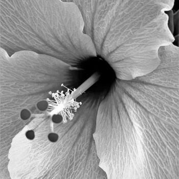 Photography titled "HIBISCUS LINES" by Virginie B, Original Artwork, Digital Photography