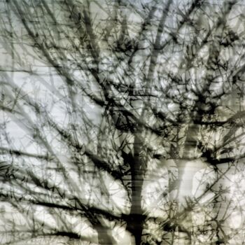 Photography titled "La nudité des arbres" by Virginie Dartois, Original Artwork, Digital Photography