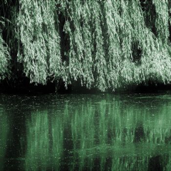 Fotografia intitolato "Salix babylonica" da Virginie Dartois, Opera d'arte originale, Fotografia digitale