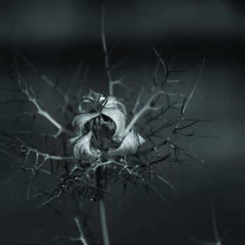 Photographie intitulée "Nigelle de Damas" par Virginie Dartois, Œuvre d'art originale, Photographie numérique