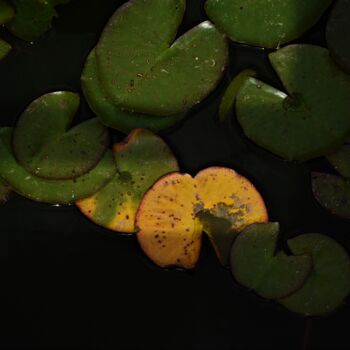 Φωτογραφία με τίτλο "Orange botanique" από Virginie Dartois, Αυθεντικά έργα τέχνης, Ψηφιακή φωτογραφία