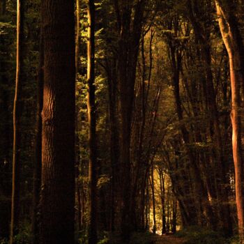 Фотография под названием "Bois et fraîcheur" - Virginie Dartois, Подлинное произведение искусства, Цифровая фотография