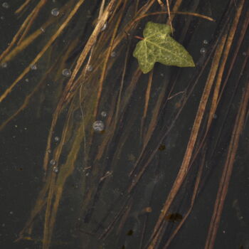 Photographie intitulée "Fidélité" par Virginie Dartois, Œuvre d'art originale, Photographie numérique