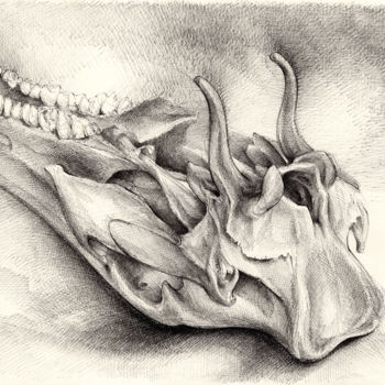 Drawing titled "Wild boar skull and…" by Adriana Mueller, Original Artwork, Ink