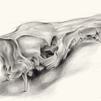 Σχέδιο με τίτλο "Wild boar skull and…" από Adriana Mueller, Αυθεντικά έργα τέχνης, Μολύβι