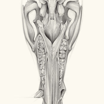 Rysunek zatytułowany „Wild boar skull and…” autorstwa Adriana Mueller, Oryginalna praca, Ołówek