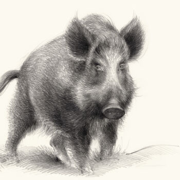 Dessin intitulée "wild boar, guardian…" par Adriana Mueller, Œuvre d'art originale, Crayon