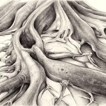Zeichnungen mit dem Titel "Ficus Macrophylla IV" von Adriana Mueller, Original-Kunstwerk, Tinte