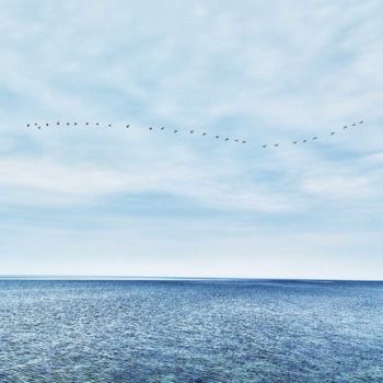 「Sea and Birds」というタイトルの写真撮影 Vitomirovによって, オリジナルのアートワーク, デジタル