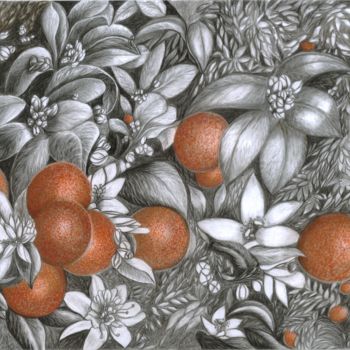 Drawing titled "oranges-272.jpg" by Vivy Currier, Original Artwork, Pencil