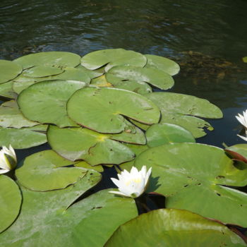 Fotografia zatytułowany „White water Lily” autorstwa Vlada Levkina, Oryginalna praca, Fotografia nie manipulowana