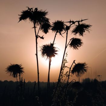 Photographie intitulée "Thistle at sunset" par Valeriy Suetin, Œuvre d'art originale, Photographie numérique