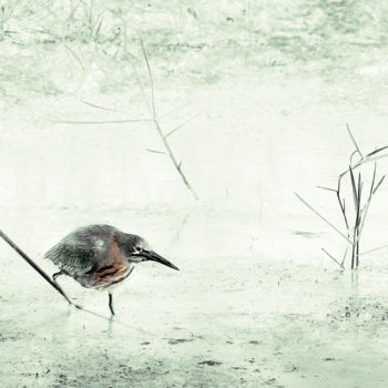 Цифровое искусство под названием "Green Heron Hunting" - W Goodwin, Подлинное произведение искусства