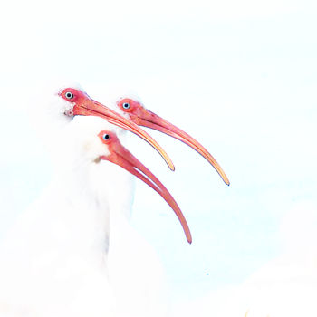 Digital Arts titled "White Ibis Group" by W Goodwin, Original Artwork