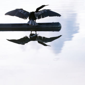 Digital Arts titled "Anhinga at Dawn" by W Goodwin, Original Artwork