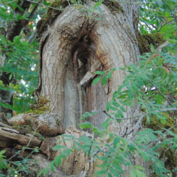 Photographie intitulée "bois06" par Bernard Waechter, Œuvre d'art originale, Photographie non manipulée