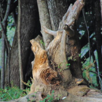 Fotografia intitulada "bois08" por Bernard Waechter, Obras de arte originais, Fotografia Não Manipulada