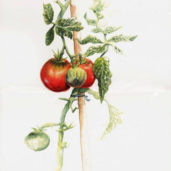 Peinture intitulée "tomatoes-1.jpg" par Robert Décurey, Œuvre d'art originale, Aquarelle