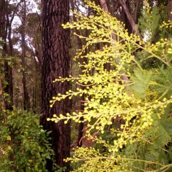Photography titled "THE WATTLE" by Redreamer, Original Artwork