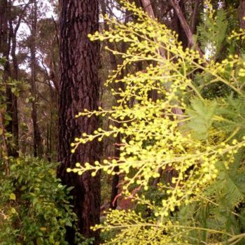 Fotografia intitulada "THE WATTLE" por Redreamer, Obras de arte originais