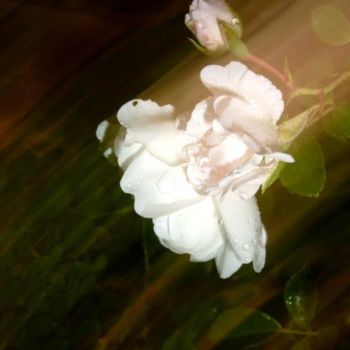 Photography titled "rose light" by Redreamer, Original Artwork
