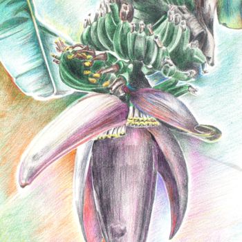 Desenho intitulada "Fleur De Bananier" por Weyah, Obras de arte originais, Lápis