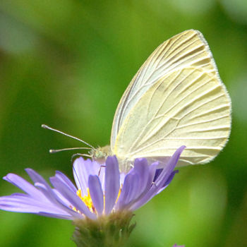 Fotografia zatytułowany „Butterfly.jpg” autorstwa William Olexik, Oryginalna praca, Fotografia cyfrowa
