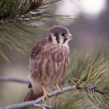 Photography titled "Sparrow Hawk.jpg" by William Olexik, Original Artwork, Digital Photography
