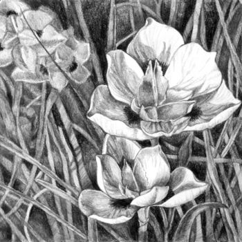 Painting titled "Dietes Bicolor (sha…" by Winters, Original Artwork