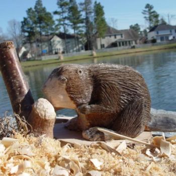 Sculpture intitulée "beaver at play" par Jim Calder, Œuvre d'art originale