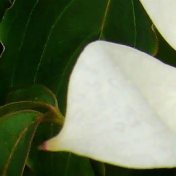 제목이 "Tendre fleure blanc…"인 사진 Wolf Thiele로, 원작, 조작되지 않은 사진