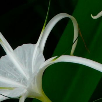 Fotografía titulada "Fleur d'araignée" por Wolf Thiele, Obra de arte original, Fotografía no manipulada