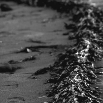 Photographie intitulée "Seaweed Composition…" par Chase Shelby, Œuvre d'art originale