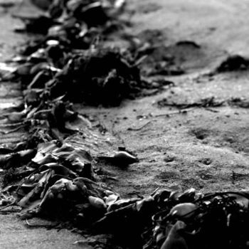 Fotografia zatytułowany „Seaweed Composition…” autorstwa Chase Shelby, Oryginalna praca