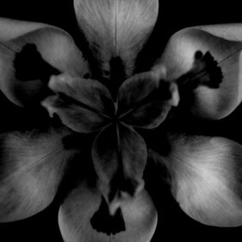Fotografia intitulada "Floral Composition 5" por Chase Shelby, Obras de arte originais