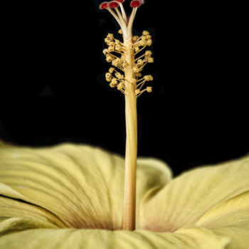 Photographie intitulée "Hibiscus 1" par Patrick O'Brien, Œuvre d'art originale, Photographie numérique
