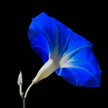 Photographie intitulée "Blue Iponomea" par Patrick O'Brien, Œuvre d'art originale, Photographie numérique
