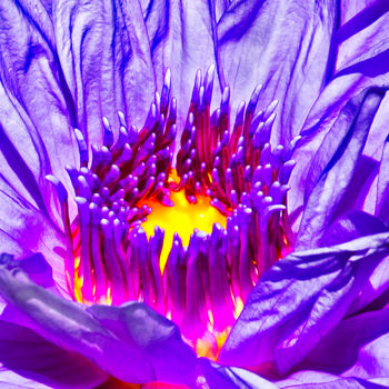 Fotografie getiteld "Nymphaea In Purple" door Patrick O'Brien, Origineel Kunstwerk, Digitale fotografie