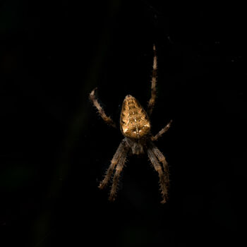 Fotografie getiteld "spider closeup with…" door Xan Gasalla González-Redondo, Origineel Kunstwerk, Digitale fotografie