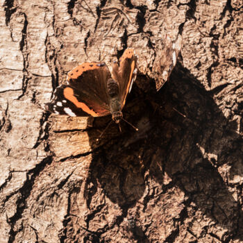 Photographie intitulée "butterflies feeding…" par Xan Gasalla González-Redondo, Œuvre d'art originale, Photographie numérique