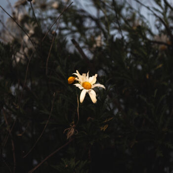 Photography titled "the last flowers fi…" by Xan Gasalla González-Redondo, Original Artwork, Digital Photography