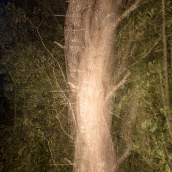 Фотография под названием "killed oak" - Xan Gasalla González-Redondo, Подлинное произведение искусства, Не манипулируемая фо…
