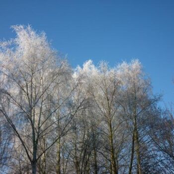 Photography titled "Tor Winter Trees" by Xavier Crepin, Original Artwork